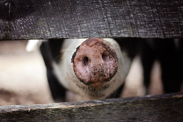 pig-1867180_640